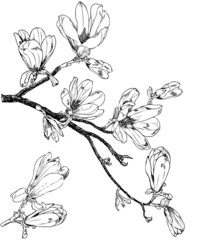 Magnolia branches - vintage engraving