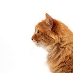 profile of an adult ginger fluffy cat with a large mustache on a white background