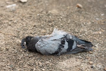 The dry carcass of the pigeon