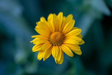 Beautiful yellow flower blooming on blurred garden background close up.