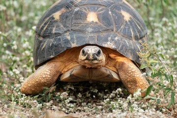 Fototapeta premium Sulcata tortoise