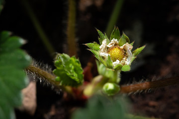Growing strawberry flowers