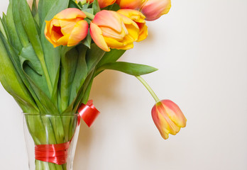 Yellow tulips are spring flowers. The concept of such holidays as March 8, spring day, birthday.