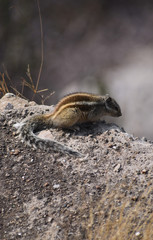 animal - squirrel 