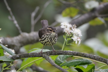 Northern Waterthrush