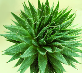Aloe Vera on a light green background