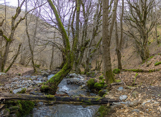 Naklejka na ściany i meble Autumnal forest with many trees and stream of water