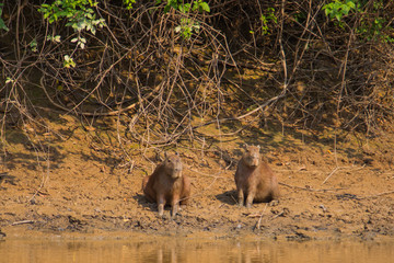 The Capibara of the Bolivian forest