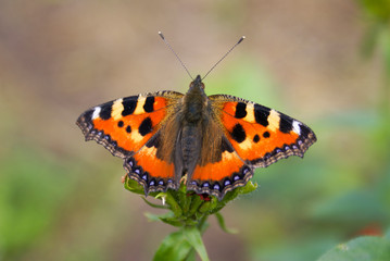 Butterfly collects honey from flowers