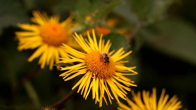 Inula hirta