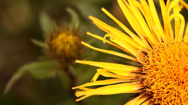 Inula hirta