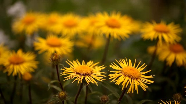 Inula hirta
