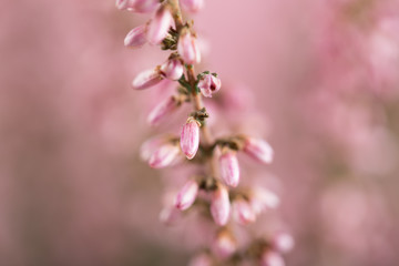Beautiful pink heather flowers background for wedding or love greetings
