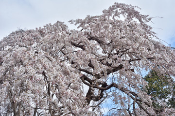 京都御苑の近衛桜