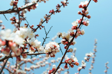 Apricot tree flowers with soft focus. Spring white flowers on a tree branch. Template for design. Apricot tree in bloom. Spring, seasons, white flowers of an apricot tree close-up.