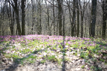  spring primroses on nature in spring, spring forest, background