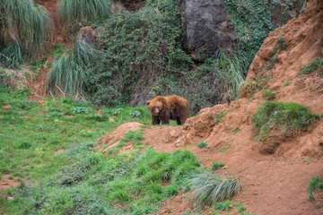 wild animals and natural landscapes, natural park of Cabárceno, Cantabria, Spain