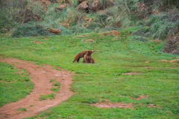 wild animals and natural landscapes, natural park of Cabárceno, Cantabria, Spain