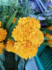 Closeup of fresh and beautiful marigold flowers. Beauty of nature concept.