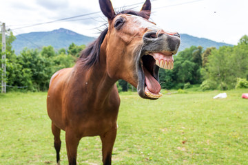 Portrait of a brown funny horse