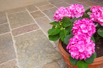 Beautiful blooming sweet pink French bigleaf hydrangea ,mophead hydrangea ,penny mac ,hortensia (Hydrangea macrophylla) use as ornamental flowering plant in clay pot with copyspace for insert texts
