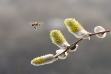 Honey bee in flight over a blooming willow branch	