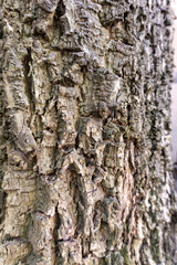 bark of a tree