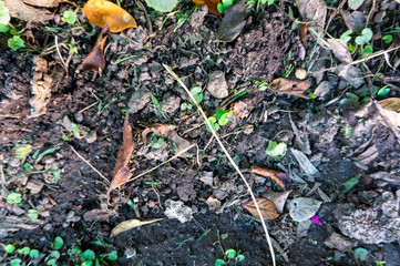 garden land