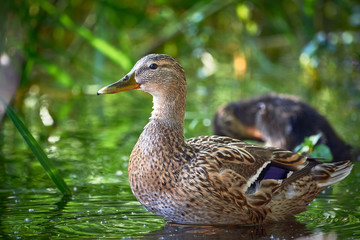 Mallard Female ( Anas platyrhynchos ) with Ducklings
