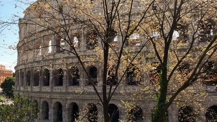 Obraz premium trees with yellow falling leaves against the background of the Colosseum on a Sunny cloudless autumn day