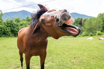Funny horse in the field