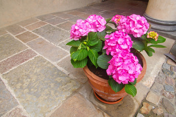 Beautiful blooming sweet pink French bigleaf hydrangea ,mophead hydrangea ,penny mac ,hortensia (Hydrangea macrophylla) use as ornamental flowering plant in clay pot with copyspace for insert texts
