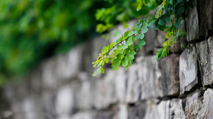 trepadeira em muro de tijolos cinza
