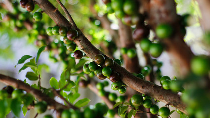galho de jaboticabeira com frutos verdes