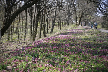  spring primroses on nature in spring, spring forest, background