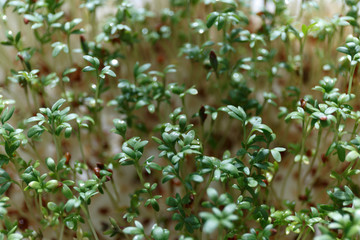 Close-up of watercress salad microgreens, green leaves and stems. Sprouting Microgreens. Seed Germination at home. Vegan and healthy eating concept