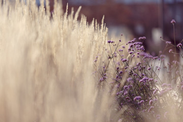Purple small flowers next to a blurred background of Golden-beige spikelets of dry autumn grass...