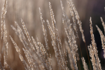 Fototapeta premium Dry autumn grasses with spikelets of beige color close-up. The natural background. Selective focus