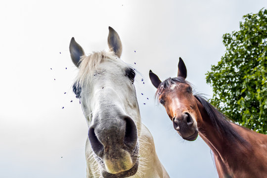  Two funny horses looking at camera in Catalonia