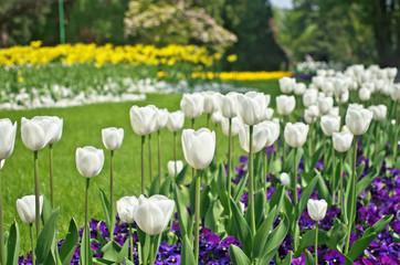 Abstract photo of beautiful landscape view of flower garden in springtime season ,where use bloom common tulip ,Didier's tulip (Tulipa gesneriana) as ornamental flowering plant for landscaping design