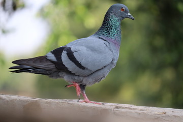 Rock Pigeon Columba livia on a cliff