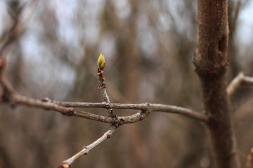 Budapest, Hungary - 25 January, 2020: the first small leaf bud newly formed on a thin branch of a bush at the beginning of spring