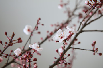 Fioritura di delicati fiori di Prunus appena sbocciati su fondo bianco 
