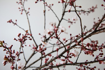 Fioritura di delicati fiori di Prunus appena sbocciati su fondo bianco 