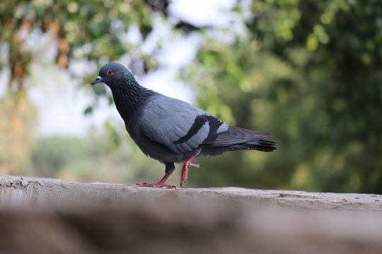 Feral Pigeon or Rock Dove - Columba livia side view