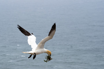Basstölpel Northern gannet