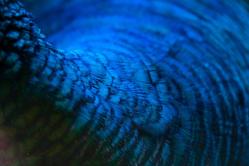 Close-up of the  peacock feathers .Macro blue feather, Feather, Bird, Animal. Macro photograph.
