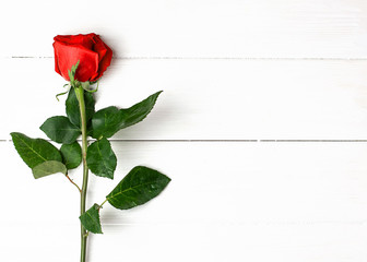 One red rose on the white wooden background. Women's day, mother day, valentines day, happy birthday congratulations. Copy space, close up, top view, vertical orientation