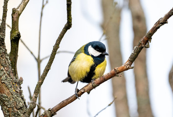 great tit or yellow-bellied tit bird