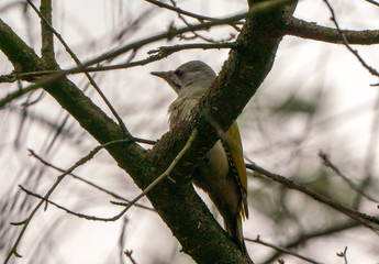 Grey-headed or grey-faced woodpecker female Picus canus